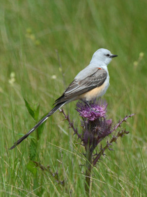 Scissor-tailed Flycatcher  0413-4j  Anhuac NWR, TX