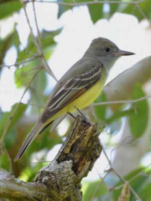 Great Crested Flycatcher  0413-1j  High Island, TX