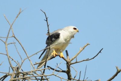White-tailed Kite  0413-1j  Galveston, TX