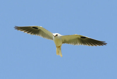 White-tailed Kite  0413-5j  Galveston, TX