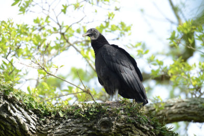 Black Vulture  0413-1j  High island, TX