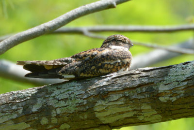 Common Nighthawk 0413-1j  High island, TX