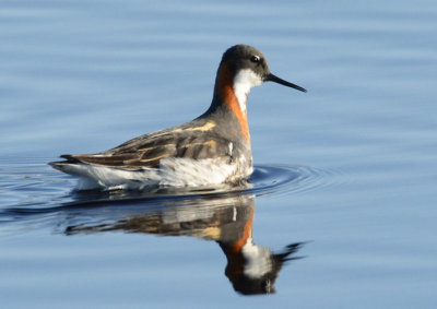 Red-necked Phalarope  0613-3j  Council Road, Seward Peninsula, AK