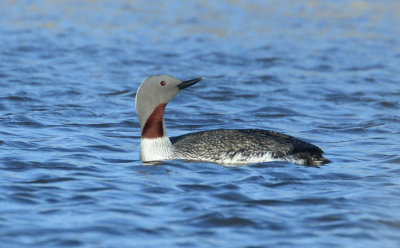 Red-throated Loon  0613-3j  Nome, AK