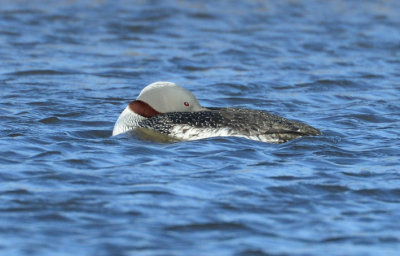 Red-throated Loon  0613-4j  Nome, AK