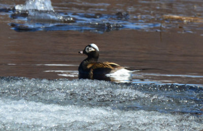 Long-tailed Duck  0613-1j  Teller Road, Seward Peninsula, AK