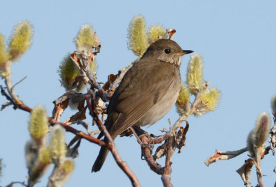 Gray-cheeked Thrush  0613-1j  Council Road, Seward Peninsula, AK