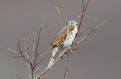Fox Sparrow 0613-1j  Council Road, Seward peninsula, AK