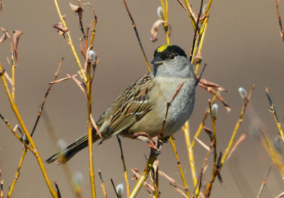 Golden Crowned Sparrow 0613-2j  Kougarok Road, Seward Peninsula, AK