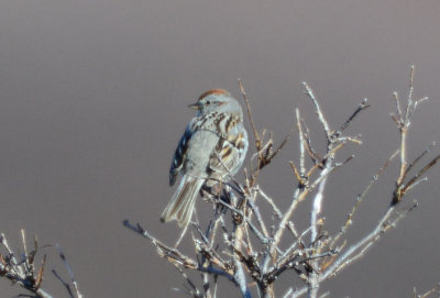 American Tree Sparrow  0613-1j  Kougarok Road, Seward Peninsula, AK