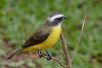 Social Flycatcher 0114-1j Laguna del Lagarto
