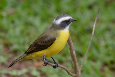 Social Flycatcher  0114-1j  Laguna del Lagarto