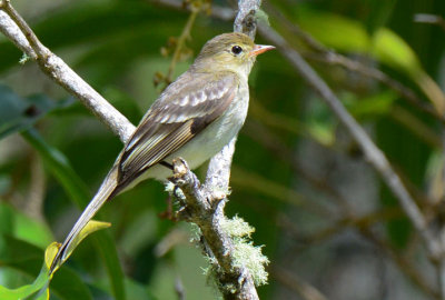 Mountain Elaenia  0614-2j  Savegre