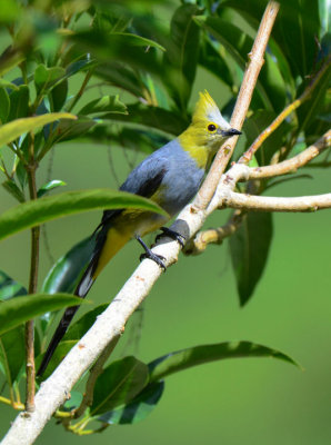 Long-tailed Silky-Flycatcher  0614-2j  Savegre