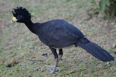 Great Curassow Male  0114-2jj Laguna del Largato