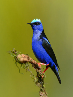 Red-legged Honeycreeper  0114-4j  Laguna del Lagarto