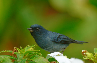 Slaty Flowerpiercer  0114-1j  Savegre