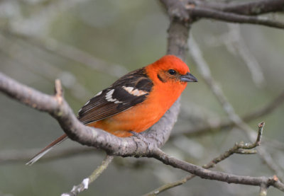 Flame-colored Tanager  0114-3j  Savegre