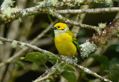 Silver-throated Tanager  0114-1j  Savegre