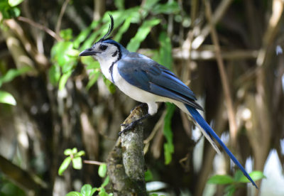 White-throated Magpie-Jay  0614-4j  Sarapiqui