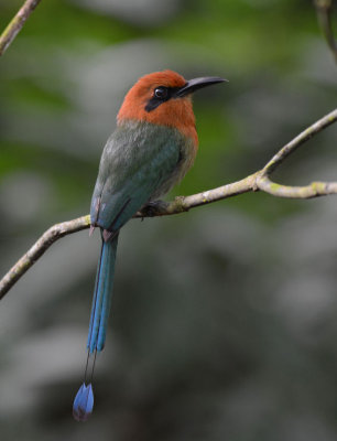 Broad-billed Motmot  0614-7j  Selva Verde