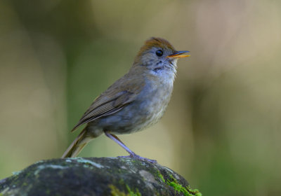 Ruddy-capped Nightingale-Thrush  0614-2j  Savegre