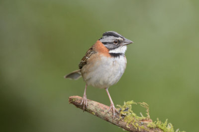 Rufous-collared Sparrow 0114-1j Sagevre