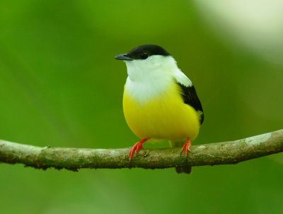 White-collared Manakin  0614-1j  Sarapiqui