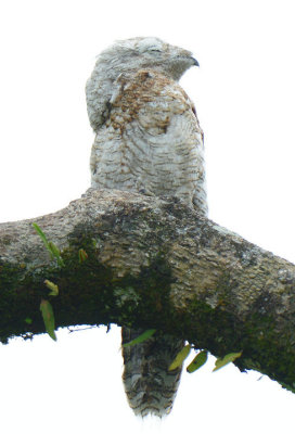 Great Potoo  0614-2j  Sarapiqui