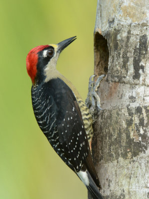 Black-cheeked Woodpecker  0114-2j  Laguna del Lagarto
