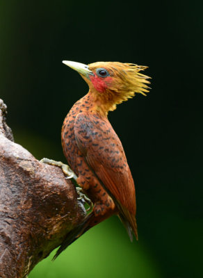 Chestnut-colored Woodpecker 0114-5j Laguna del Lagarto