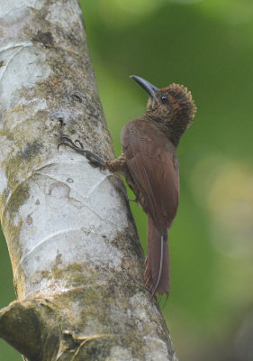 Northern Barred-Woodcreeper 0614-1j Sarapiqui