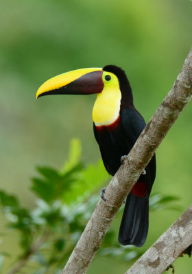 Chestnut-mandibled Toucan  0114-3j  Laguna del Lagarto