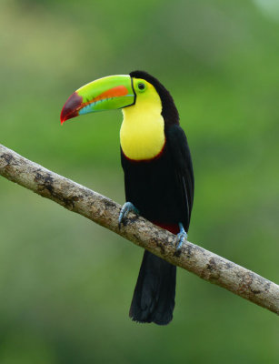 Keel-billed Toucan 0114-7j Laguna del Lagarto
