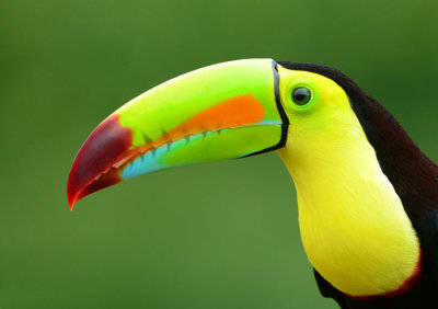 COSTA RICA BIRDS