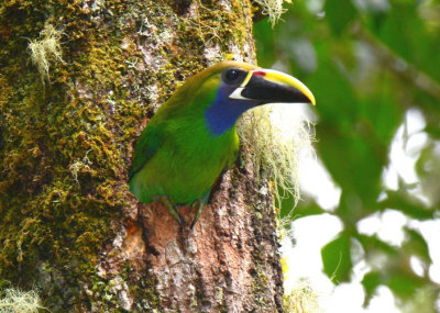 Emerald Toucanet 0614-5j Savegre