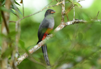 Slaty-tailed Trogon  0114-2j  Laguna del Lagarto