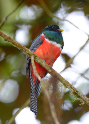 Orange-bellied Trogon 0614-1j Canyon Dota