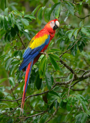 Scarlet Macaw 0114-1j Sarapiqui