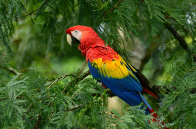 Scarlet Macaw  0114-3j  Sarapiqui