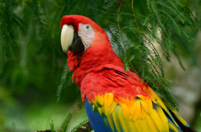 Scarlet Macaw 0114-4j Sarapiqui