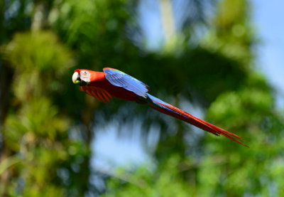 Scarlet Macaw  0114-7j  Sarapiqui