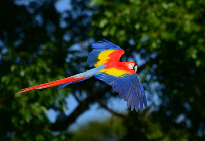 Scarlet Macaw 0114-8j Sarapiqui