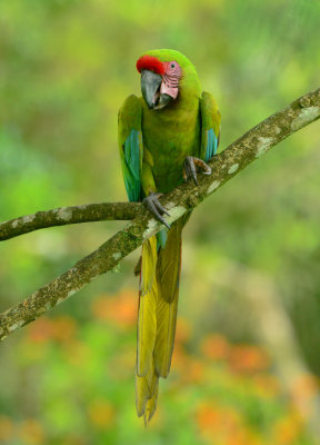 Great Green Macaw  0614-2j  Sarapiqui