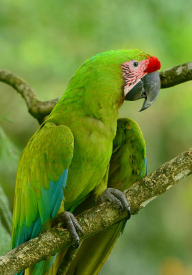 Great Green Macaw  0614-5j  Sarapiqui