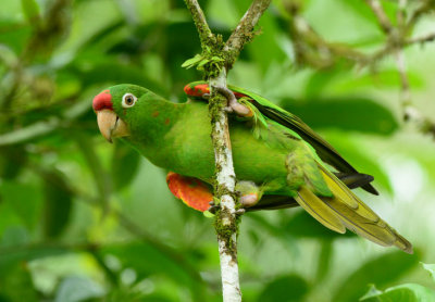 Crimson-fronted Parakeet 0614-1j Sarapiqui