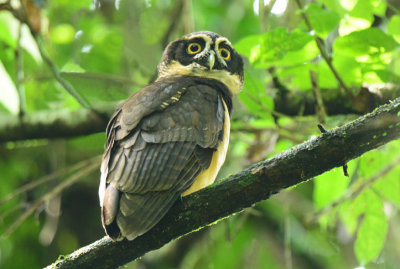Spectacled Owl  0614-2j  Sarapiqui