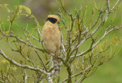 Laughing Falcon 0114-1j Sarapiqui