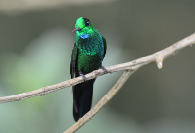 Green-crowned Brilliant  0614-1j  Catarata del Toro