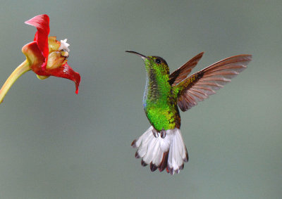 Coppery-headed Emerald  0114-4j  Catarata del Toro